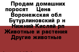 Продам домашних поросят  › Цена ­ 3 000 - Воронежская обл., Бутурлиновский р-н, Нижний Кисляй рп Животные и растения » Другие животные   
